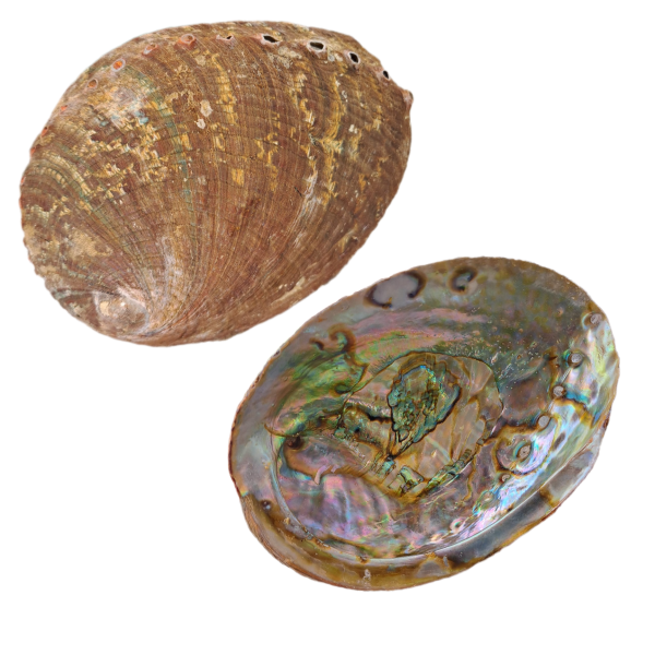 Abalone Concha Verde 14-16 cm