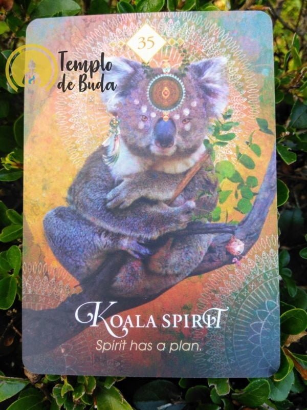 Spiritual Animal Oracle of Colette Baron-Reid en Anglais