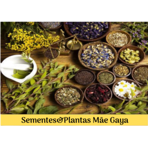 Mutter-Gaya-Samen und -Pflanzen