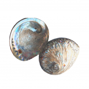 Abalone Muschel poliert 12-14cm