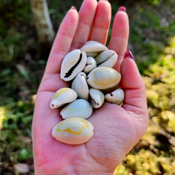 Buzio Cypraea Annulus Natural