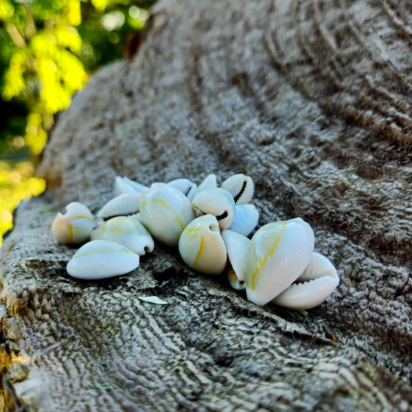 Buzio Cypraea Annulus Natural