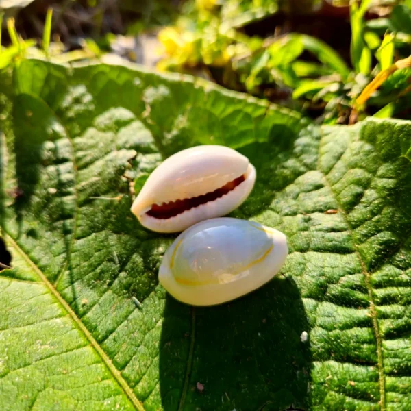 Buzio Cypraea Annulus Natural