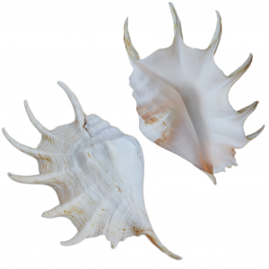 Concha Aranha do Mar (Lambis Truncata) 35cm