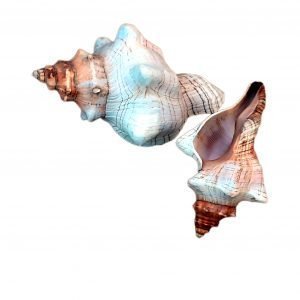 Concha Cauda de Cavalo do Mar (Fasciolaria Trapezium) 17.5cm