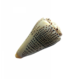 Concha Conus Marmoreus 10-12cm
