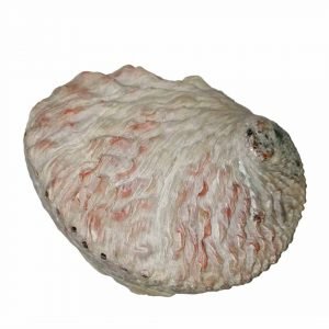Abalone Weiße Muschel 12-14cm