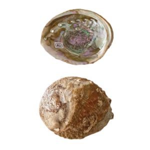 Abalone Concha Verde 10-11cm