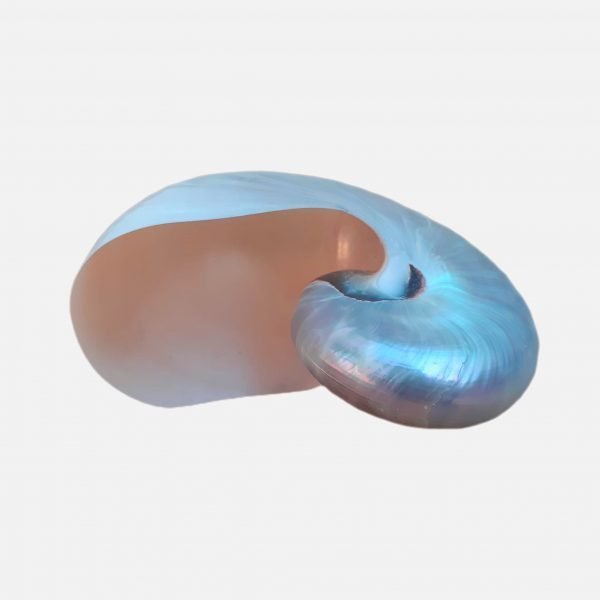 Nautilus Muschel poliert 10-12cm