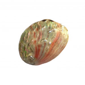 Concha Abalone Vermelha Polida 7-9cm