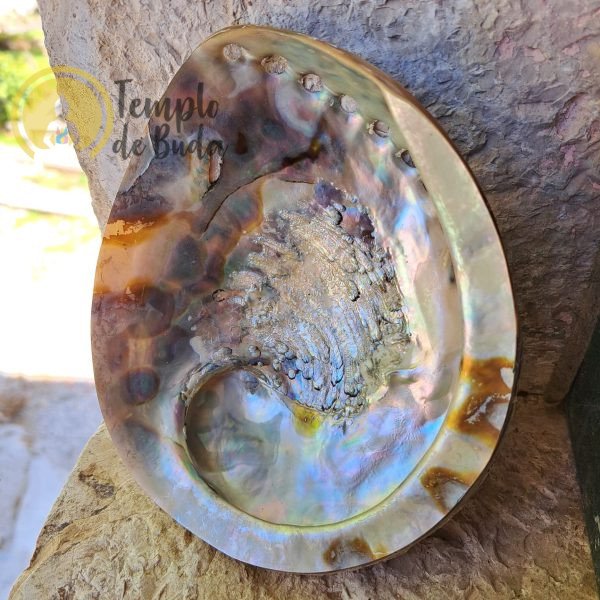 Concha Abalone Branca Meio Polida 14-16 cm